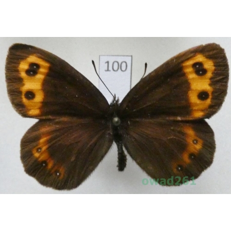 Erebia nerine Freyer, 1831 Russia100